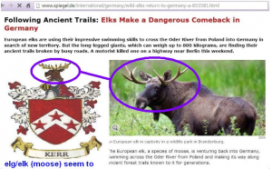 bear elk6