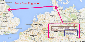 Fairy Bear migration